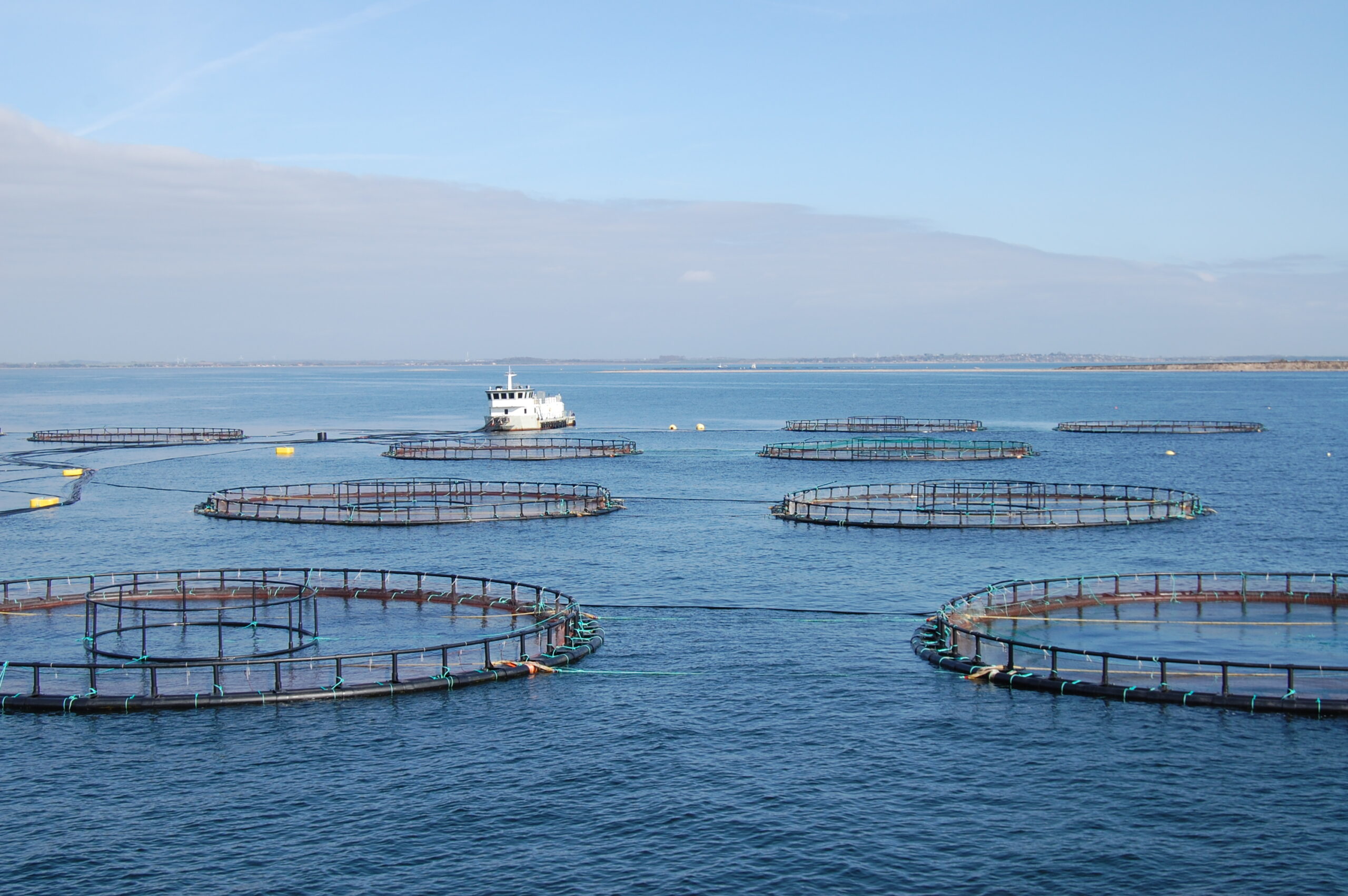 Hvad Er Et Havbrug Dansk Akvakultur Producentorganisation