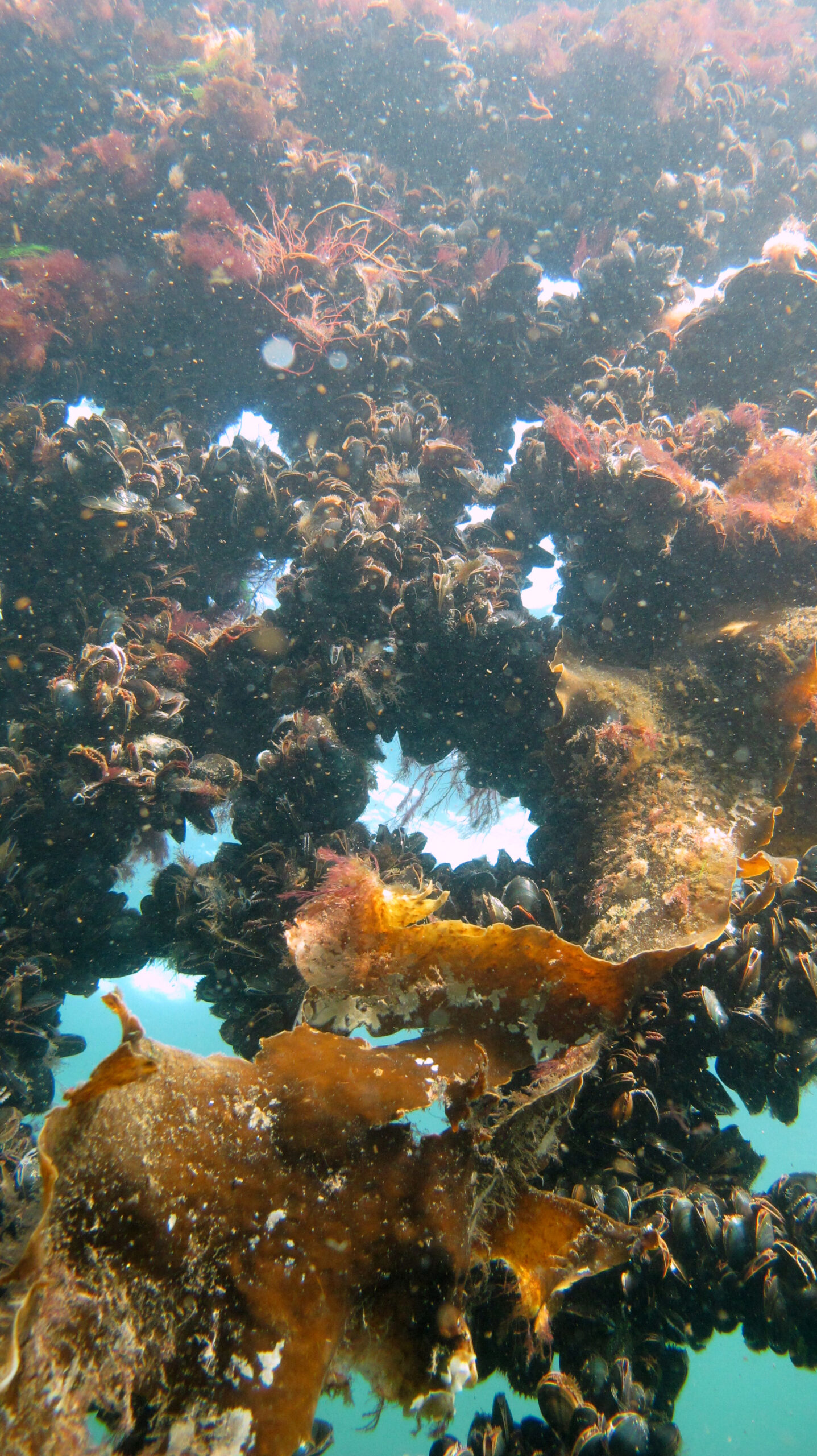 muslinger-paa-smart-farm-net_hjarnoe-havbrug