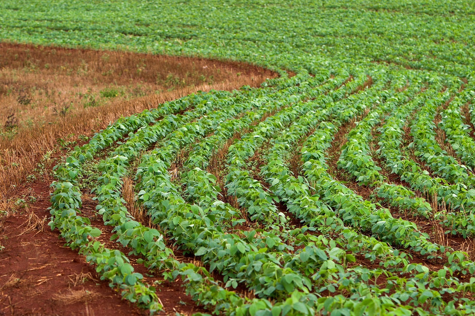 soy-field-in-the-agricultural-area-of-londrina-in-the-state-of-parana-brazil