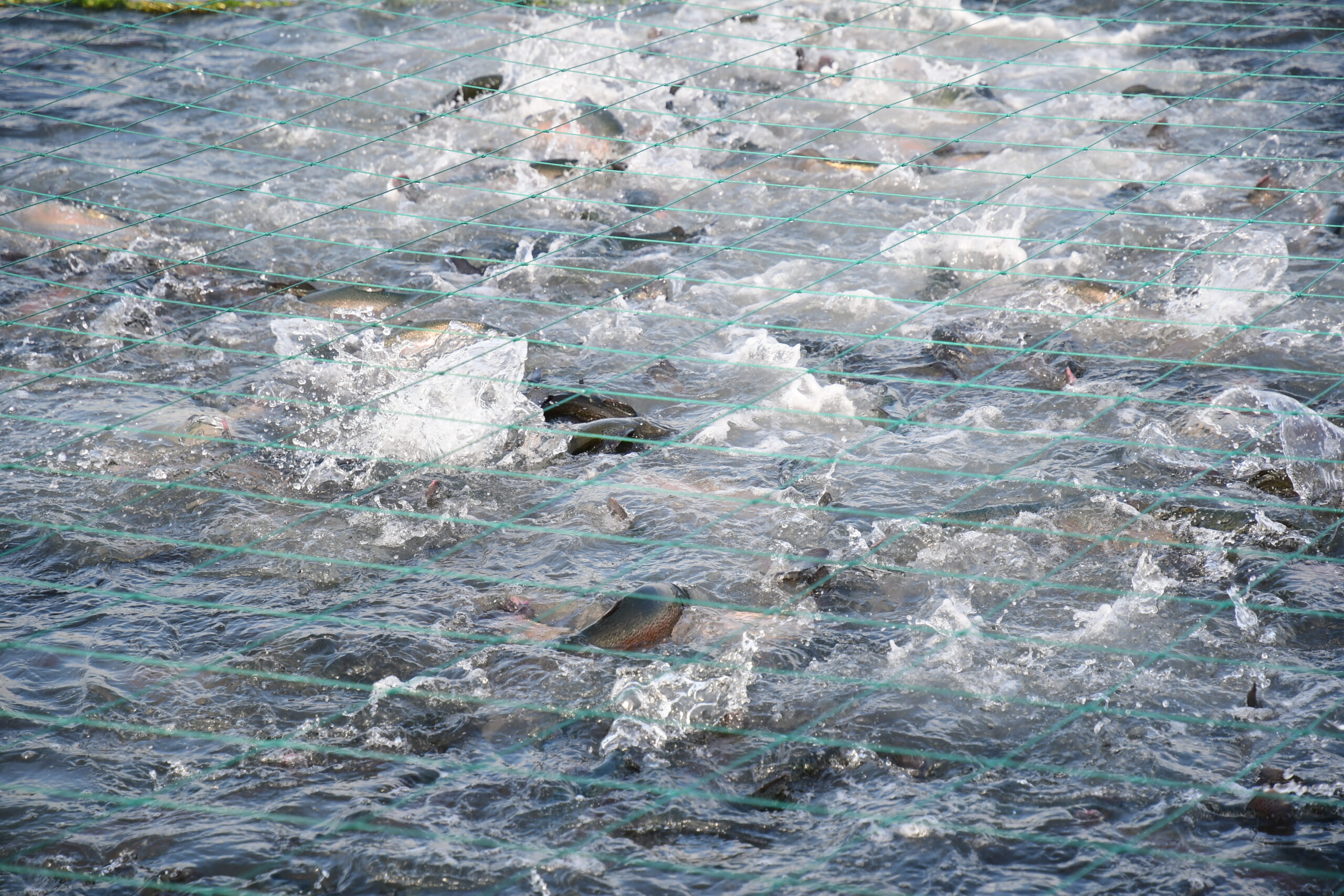 trout-happy